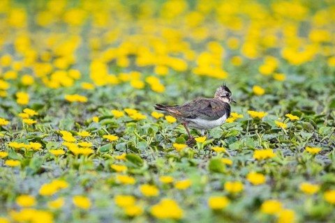 Lapwing (Vanellus vanellus) Hungary
