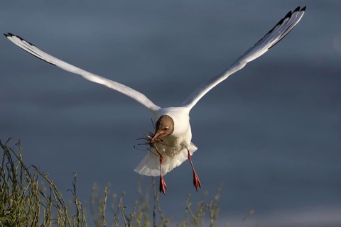A black-headed gull (Chroicocephalus ridibundus) brings nesting material to its nest, breeding