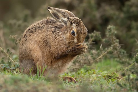 European brown hare (Lepus europaeus) adult animal washing its face in grassland, England, United