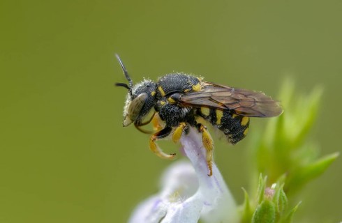 Anthidiellum strigatum, anthidium strigatum, resin bee, small resin bee, dwarf resin bee, insects