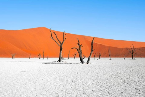 Dead camel thorn trees (Vachellia erioloba), red sand dunes, white salt pan, Dead Vlei, Sossusvlei,