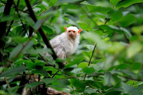Silver marmoset (Mico argentatus, syn.: Callithrix argentata), silver marmoset, adult, perched on a