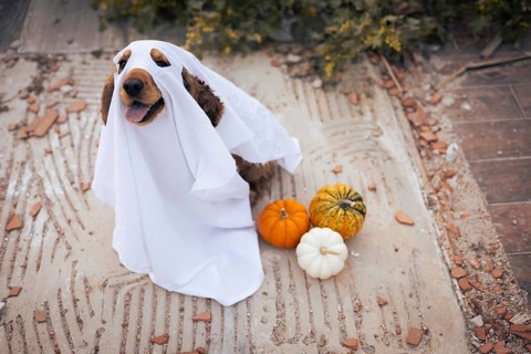 A joyful dog sits on a rustic surface, playfully wearing a white sheet that resembles a ghost.