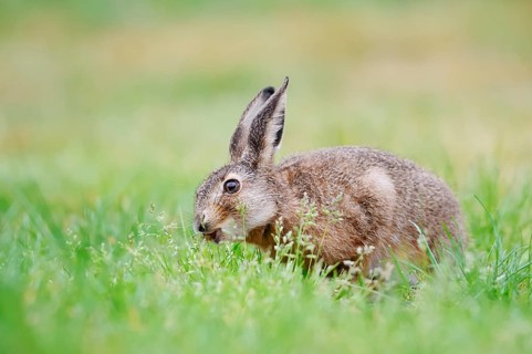 A brown hare (Lepus europaeus) is sitting in a meadow eating grass, North Rhine-Westphalia, Germany