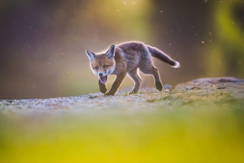 Red fox cubs (Vulpes vulpes), Zurich, Switzerland