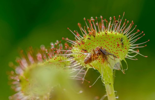 Brosswort, Bullwort, Drosera Rotundifolia, Droseraceae, Lord Spoon, Sky Spoon, Sky Dew, Round Leaf
