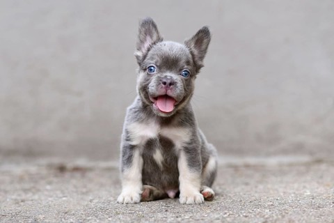 Adorable happy fluffy lilac tan French Bulldog dog with long coat in front of gray wall
