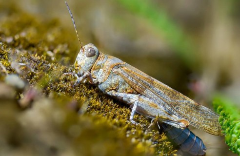Blue-winged sandscare, caelifera, short-feeler, oedipodinae, slender blue-winged grasshopper,