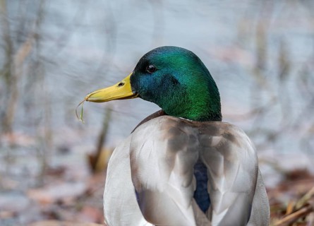 Anas platyrhynchos, mallard, mallard, anatidae, birds, ducks, ducks, ducks, drakes, male, birds,