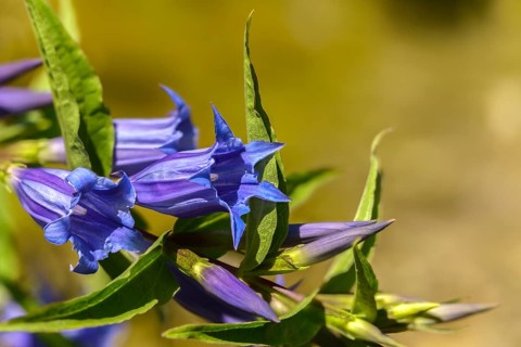 Gentian plants, gentiana asclepiadea, gentianaceae, swallowroot zian, flora, plants, plants, willow