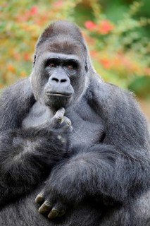Western lowland gorilla (Gorilla gorilla gorilla), male, silverback, in captivity, found in Africa
