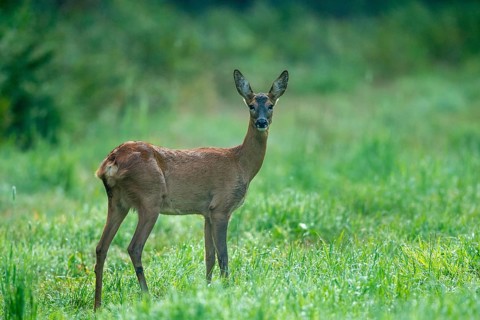 Female roe deer (Capreolus capreolus), Vechta, Lower Saxony, Germany