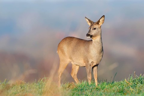 European roe deer (Capreolus capreolus), doe standing in a meadow, Lower Saxony, Germany