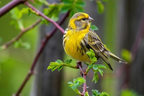 European Serin, serine, serinus serinus, birds, male, passeri, songbirds, birds