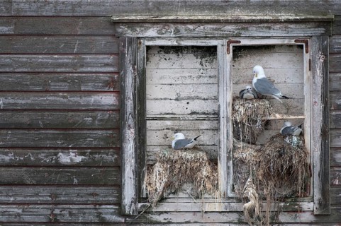 Black-legged kittiwake, kittiwake, Norway, rissa tridactyla, varanger, birds, breed, brood,