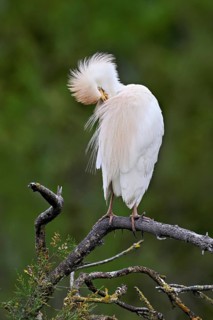 Cattle egret (Bubulcus ibis), perched on a branch, Camargue, southern France, France