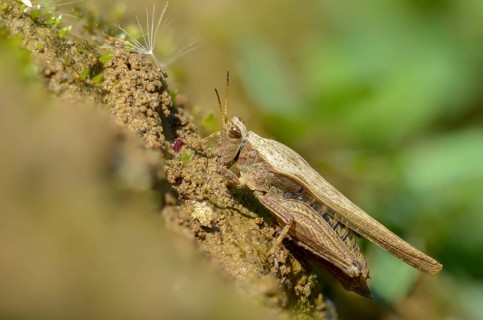 Caelifera, thorn scare, grasshoppers, short-feeler scare, sabre-thorn scare, tetrix subulata,