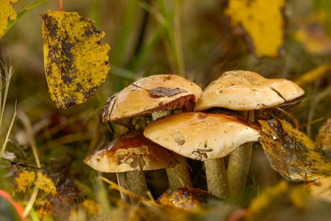 Bitter falbling, flaky stalked radish fälbling, large radish fälbling, hebeloma sinapizans, radish