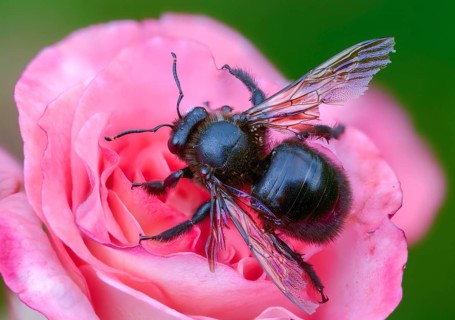 Apidae, bees, blue wood bee, large wood bee, hymenoptera, violet-winged wood bee, xylocopa