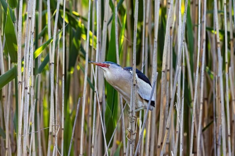 Common little bittern (Botaurus minutus, Ixobrychus minutus) adult male foraging in reed bed,