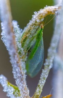 Chrysoperla carnea, lacewing, common lacewing, green lacewing, green lacewing, neuroptera, detail,