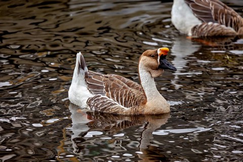 A brown-white duck swims calmly in the water, its reflection is visible, a proud whole on a body of