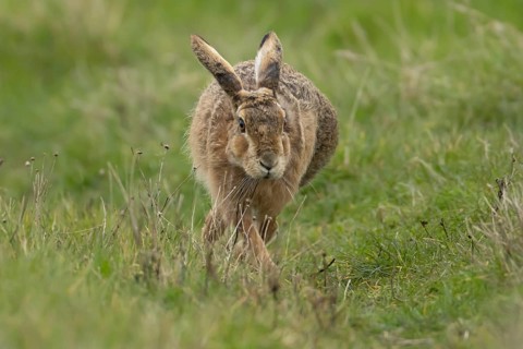 European brown hare (Lepus europaeus) adult animal running in grassland, England, United Kingdom