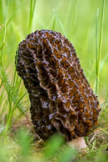 Flesh-colored morel, garden morel, delicious morel, morchella conica, black morel, pointed cap