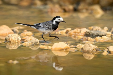 Wagtail, Motacilla Alba, White Wagtail, Bath, Bird Bath, Birds, Mirror, Passeri, Songbirds,