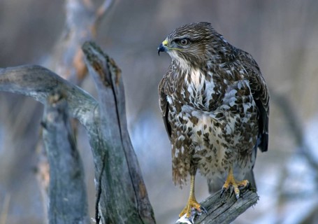 Accipitriformes, buzzard, buteo buteo, buzzard, buzzard, birds of prey, leo, raptor, raptors,