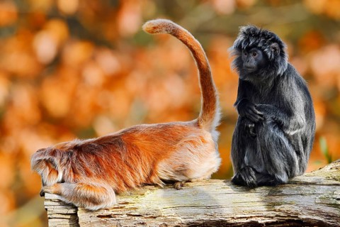 Javan lutung (Trachypithecus auratus) engaging in mutual grooming, black and orange-brown colour