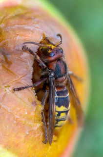 Real wasps, European hornet, hymenoptera, vespa crabro, wrinkle wasps, high size, portrait format,