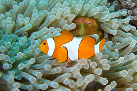 An Ocellaris Clownfish (Amphiprion ocellaris), Nemo, sheltered amongst the tentacles of a sea