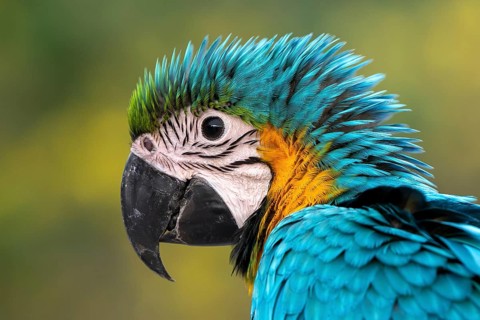 Young Yellow-breasted Macaw (Ara ararauna) in Jomtien, Thailand