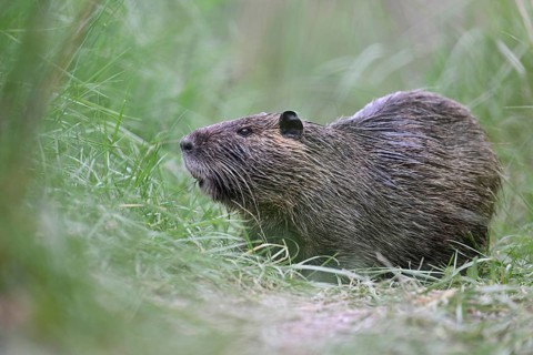 Nutria (Myocastor coypus), grazing, Camargue, southern France, France