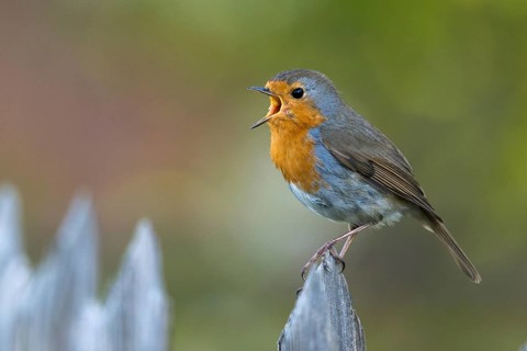 Erithacus Rubecula, Robin, Robins, Birds, Call, Garden Fence, Garden Fence, Song, Passeri, Call,