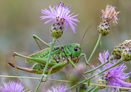 Decticus verrucivorus, deciduous locusts, wart biters, ensifera, female, grasshoppers, insects,