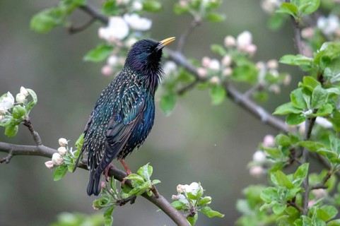 Star, Starling, Sturnus vulgaris, courtship behavior, birds, courtship display, spring, song,