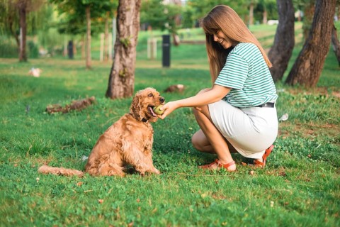 A woman engaging with a dog, showing a toy in a lush green park