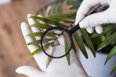 A person wearing gloves carefully inspects green plant leaves using a magnifying glass,