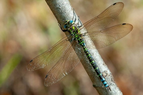 Aeshna cyanea, blue-green mosaic maiden, southern hawker, anisoptera, damselflies, dragonflies,