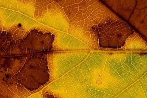 Sycamore (Acer pseudoplatanus) tree close up of a leaf in autumn colours, England, United Kingdom
