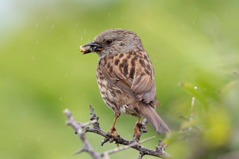 Dunnock (Prunella modularis) bird with a beak full of insects, Pembrokeshire, Wales, UK
