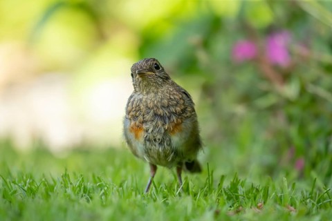European robin (Erithacus rubecula) juvenile garden bird on a grass lawn in summer, England, United