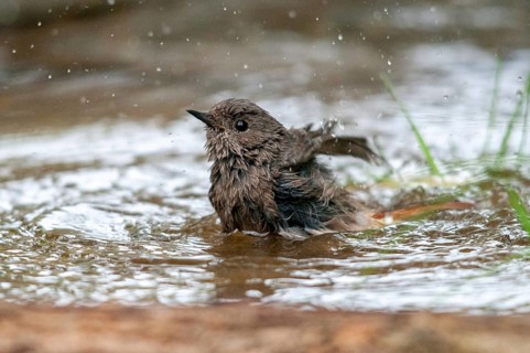 Black redstart, house redtail, Phoenicurus ochruros, bath, bird bath, birds, garden, passeri,