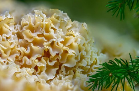 Bear skull, faisterling, fat hen, jewbeard, curly hen, curly goatbeard, giant morel, sparassis