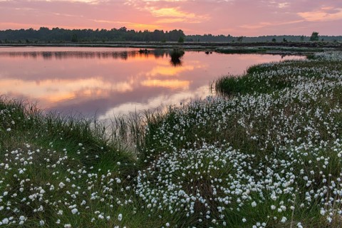 Evening on Goldenstedeter Moor moor with fruity cotton grass, Oldenburger MünsterLand, Goldenstedt,