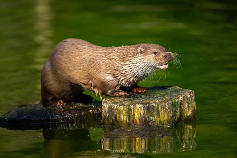 Eurasian otter (Lutra lutra) on a tree trunk in the water of a little lake, Bavaria, Germany