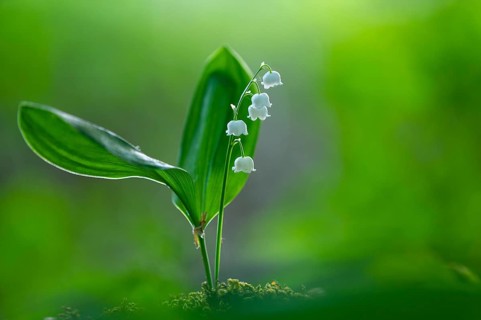 Lily of the valley (Convallaria majalis), Oldenburg Münsterland, Damme, Lower Saxony, Germany