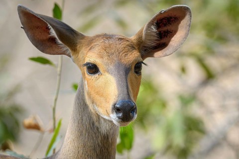 Lowland Nyala, (Tragelaphus angasii), Sabi Sands Game Reserve, Mpumalanga, South Africa